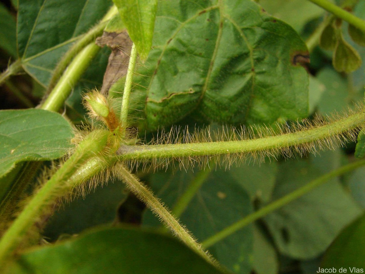 Calopogonium mucunoides Desv.